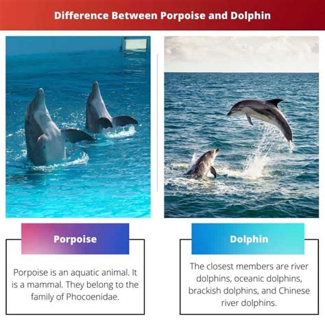 Porpoise Vs Dolphin Difference And Comparison