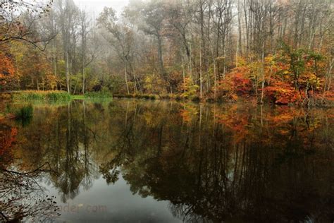 autumn Trees Foggy Autumn Lake | Trees| Free Nature Pictures by ...