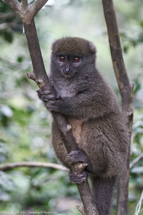 G Ran Bength Foto Vakona Forest Lodge Lemur Island