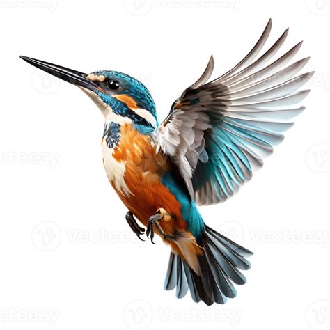 Beautiful Kingfisher Bird On Transparent Background Ai Generated