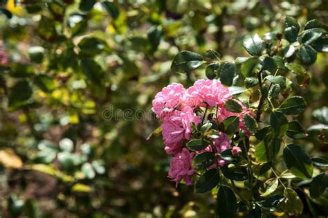 Ground Cover Pink Roses in a Bush Stock Image - Image of bright ...