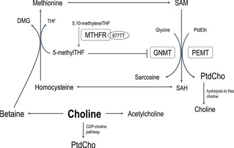 Phosphatidylethanolamine N-Methyltransferase; Cephalin N ...