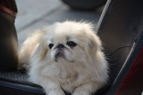 Closeup Photo Of White Pekingese Dog Stock Photo Image Of Mammals