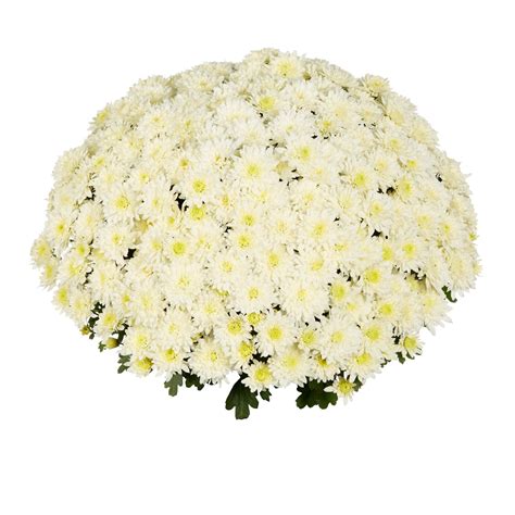 Mum Chrysanthemum X Morifolium Homerun White Lucas Greenhouses