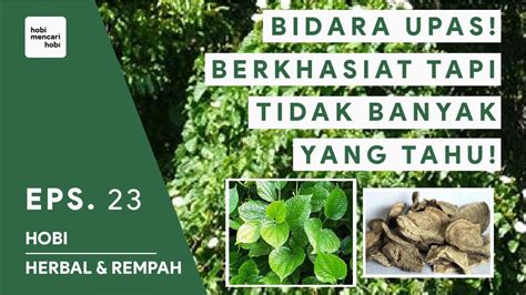 Manfaat Bidara Upas Untuk Kesehatan Herbal Rempah Indonesia Youtube