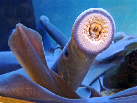 Inland 360: Where you go for what you do | Gallery | Lamprey