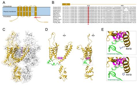 Protein Structure Modeling Of Human Kv Wt And The P R H Variant