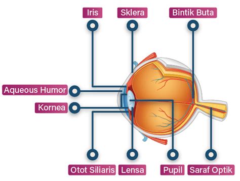 Lengkapi Bagian Bagian Mata Berikut