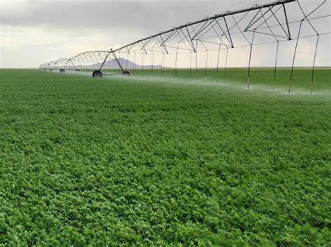 Polysulphate Para Alfalfa Icl Mx