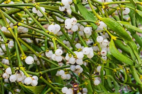 Premium Photo Viscum Album Fruits On Branches With Leaves Mistletoe