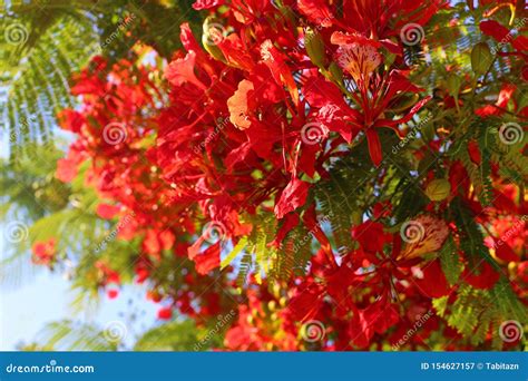 Closeup Of Blooming Flame Tree Royal Poinciana Delonix Regia Tropical