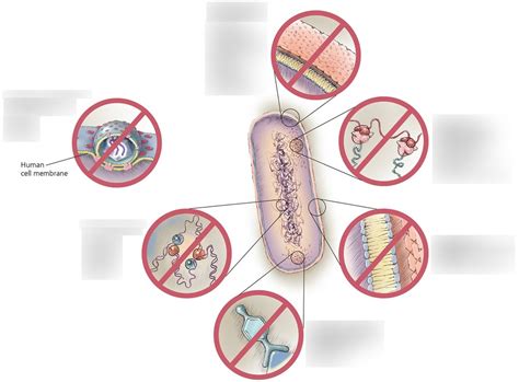 Chapter 10 Antimicrobial Drugs DIAGRAM Diagram Quizlet