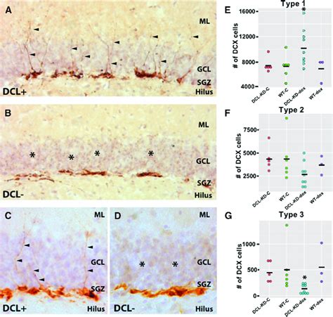 Dcx Cell Morphology A Dcx Expressing Cells In The Hippocampal Dentate