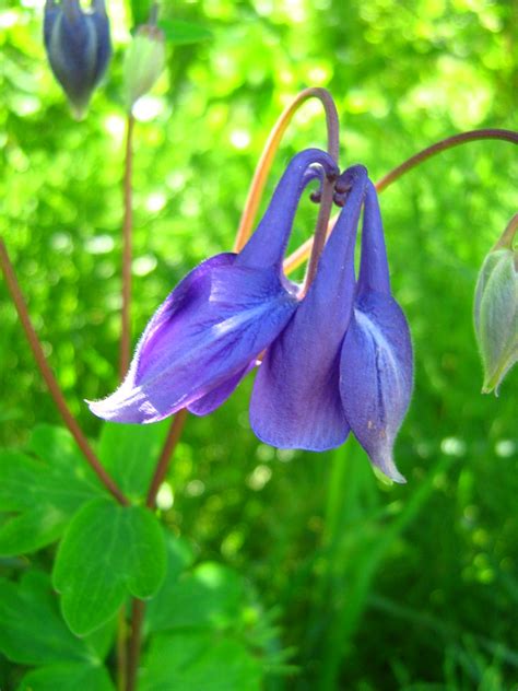 Aquilegia Vulgaris Columbine Wilde Akelei Ancolie Commun Flickr