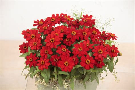 Zinnia Profusion Red | All-America Selections