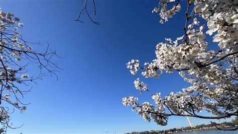 كونا Washington Cherry Blossom Festival celebrates friendship with