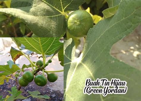 Jual Bibit Buah Tin Hijau Alias Buah Tin Green Yordan