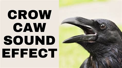 Crow Caw Sound Effect Youtube