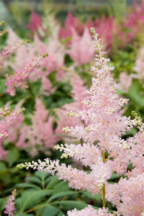 Astilbe Peach Blossom Loukykv T