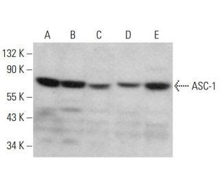 ASC 1抗体 F 7 SCBT Santa Cruz Biotechnology