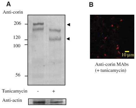 Effect Of Tunicamycin On Protein Expression And Cell Surface