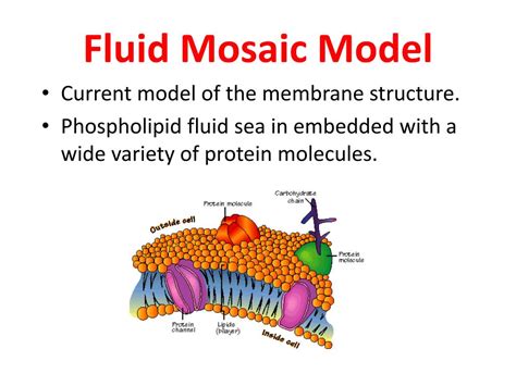 Fluid Mosaic Model Easy Diagram Fluid Phospholipid Proteins