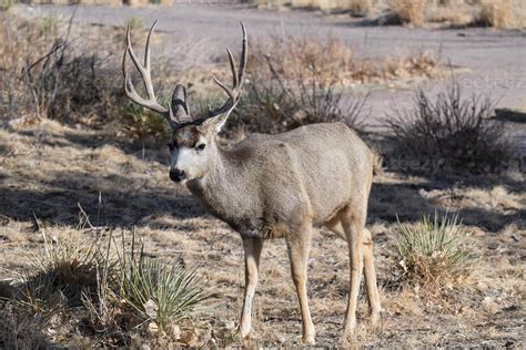 Colorado Wildlife Wild Deer On The High Plains Of Colorado Mule Deer