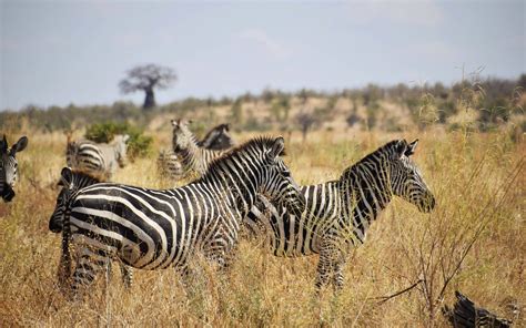 Zebra Herd Wallpaper