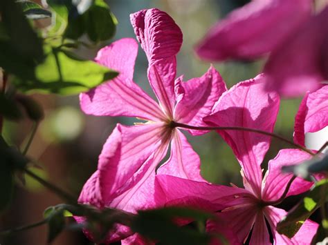 Clematis Madame Julia Correvon Clematis Viticella Madame Julia