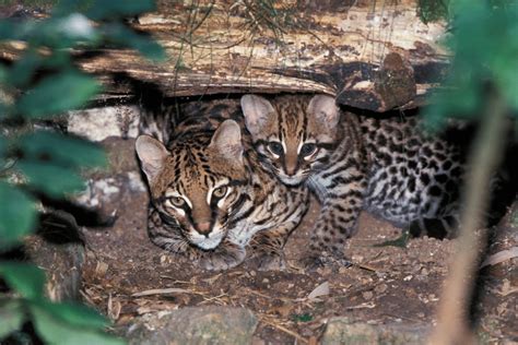 Ocelot Facts - CRITTERFACTS