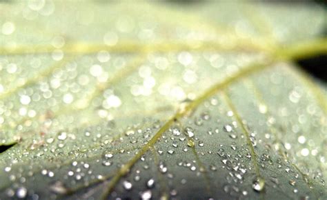 Wallpaper Sunlight Leaves Plants Water Drops Dew Leaf Drop