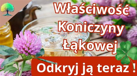 Czerwona Koniczyna Łąkowa Właściwości Jak Stosować Czy Pomaga na