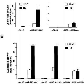 Induction By Heat Shock Of MDR1 Promoter Activity A Cells Were