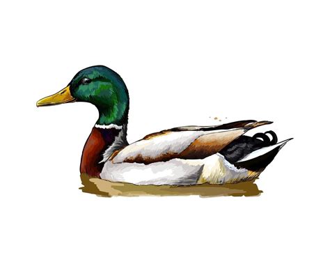 Duck from a splash of watercolor, colored drawing, realistic. Vector ...