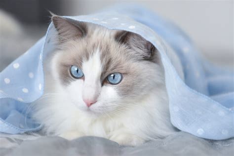 350+ Awesome Ragdoll Cat Names For Your Fluffy Furrend