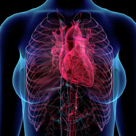 List 103 Pictures Where Is Heart Located In Female Body Updated