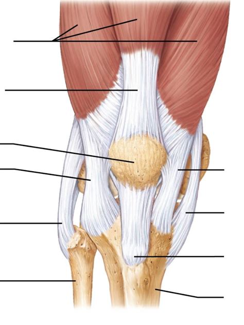 Joints 1 Lab Exam Diagram Quizlet