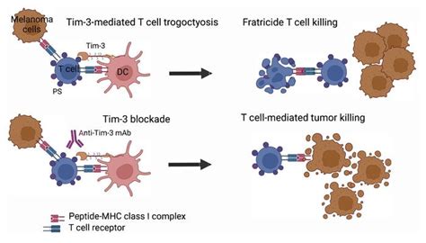 Jci Tim 3 Mediates T Cell Trogocytosis To Limit Antitumor Immunity