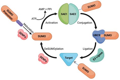 Cells Free Full Text Role Of Sumoylation In Neurodegenerative Diseases