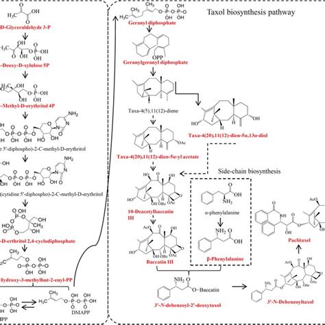 The Complete Biosynthetic Pathway Of Taxol The Red Font Indicated The Download Scientific