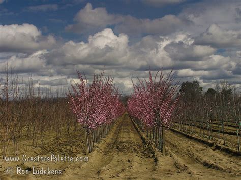 Blireiana Flowering Plum Prunus X Blireiana Creatorspalette