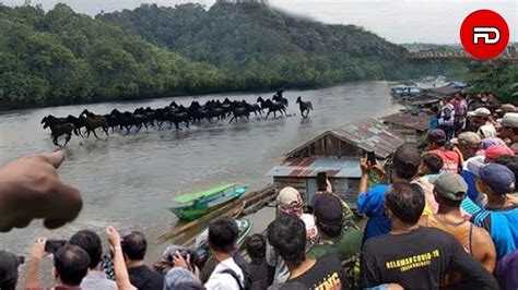 KUASA ALLAH Puluhan Kuda Terekam Jelas Berlari Di Atas Air Sungai