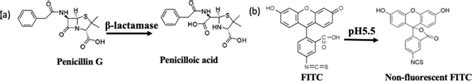 A The Catalysis Of Penicillin G By β‐lactamase And B The Structure