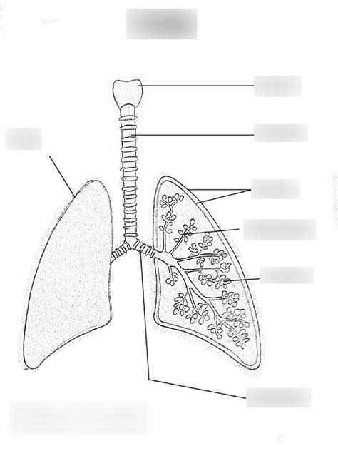 Breathing Diagram Lungs