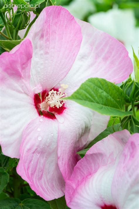 Szkółka Bylin Dobrepole Hibiscus Luna Pink Swirl ketmia