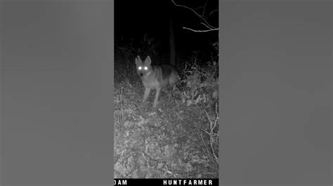 Coyotes Hate My Trail Camera Youtube