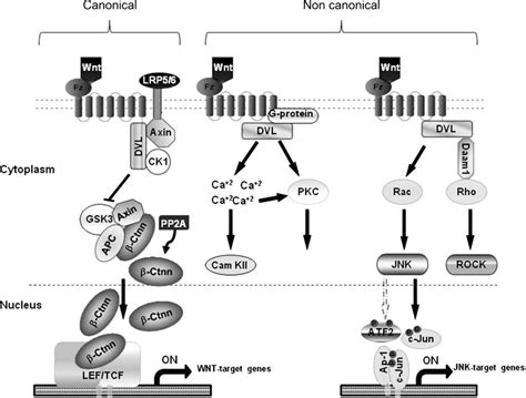 Schematic Representation Of Canonical And Noncanonical Wnt Pathway Download Scientific Diagram