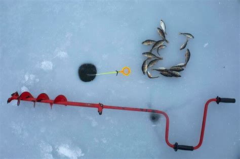 Broca De Gelo Vara De Inverno E Peixe Poleiro No Gelo Pesca De