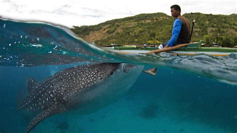 Private Cebu Oslob Whale Shark Watching Kawasan Canyoneering Tour