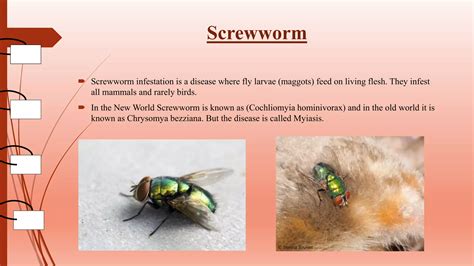 Screwworm Infestation Ppt